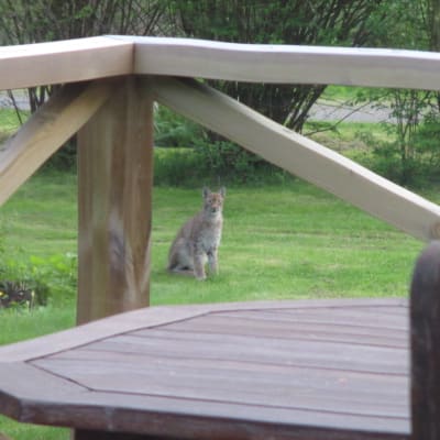 Lokatt på gräsmatta i trädgård.