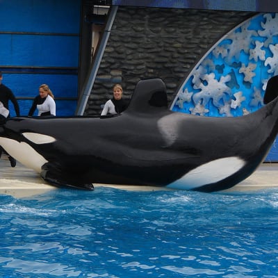 En späckhuggare och några tränare vid Sea World i San Diego, Kalifornien, USA.