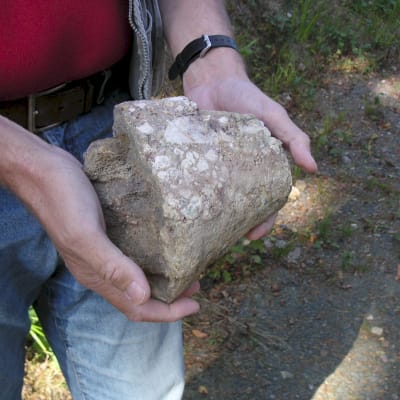 Fossil