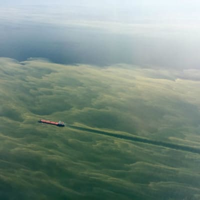 Ett fraktfartyg åker sydväst om Hangö med en enorm mängs blågröna alger blandat i vattnet.