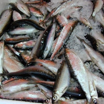 Silakoita laatikossa