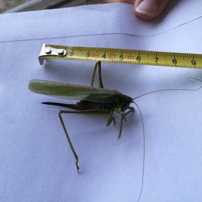 Vad är dessa stora insekter och är de vanliga? undrar Lionel 2 år och mamma Jessica.