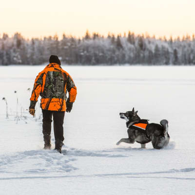 En man och en jakthund i orange kläder går i snön och följer ett djurspår.