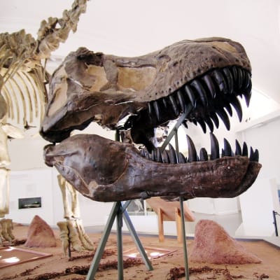 Tyrannosaurus rexin pääkallo Luonnontieteellisessä museossa