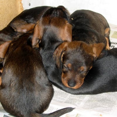 Hundvalpar