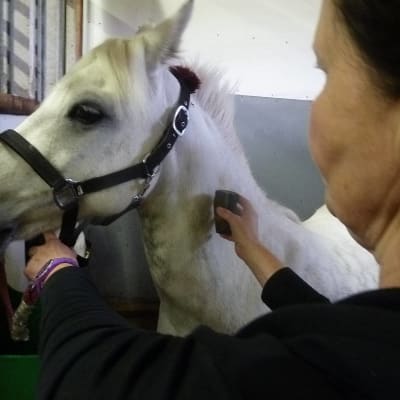 Oulaisissa ratsastuskoulu Ratsu-Ateljeessa hevosia suojellaan ötököiltä omatekoisella aineella, jota taputellaan hevosen päälle. 