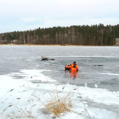 Yträddare är på väg ut över isen till älgtjur som gått genom isen utanför Vessö.