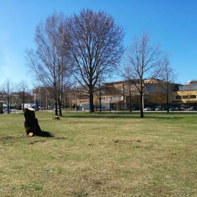 Vy mot stadshuset i Pargas från Centralparken en solig dag i maj.