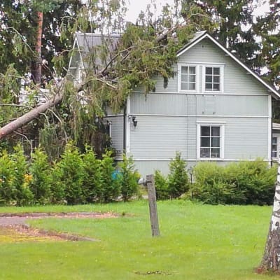 Omkullfallet träd över ett hus. 