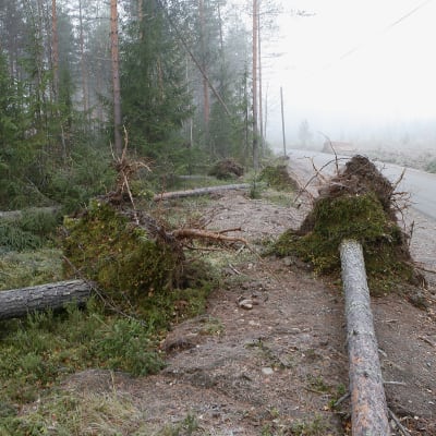 myrskyssä kaatuneita puita tien vieressä