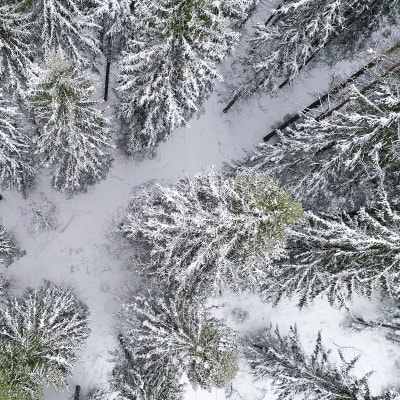 metsää ilmakuvassa