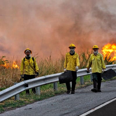 Palomiehet sammuttivat isoa metsäpaloa Pantanalin alueella Brasiliassa 29. lokakuuta 2019.