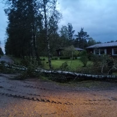 Fallet träd vid Östra linjen i Övermark.