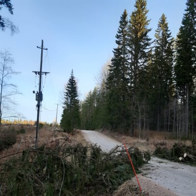 Myrskyn metsätielle Jämsässä kaatamia kuusia, jotka on jo sahattu poikki.