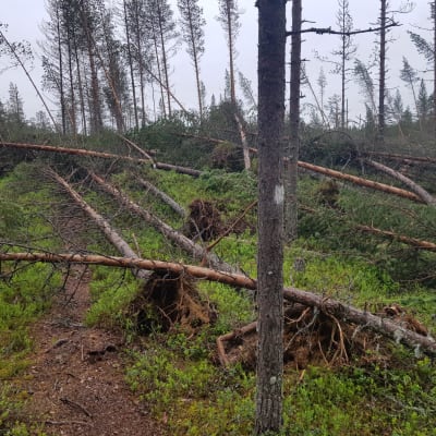Retkeilypolku myrskyn jälkeen Kylmäluoman retkeilyalueella Taivalkoskella.