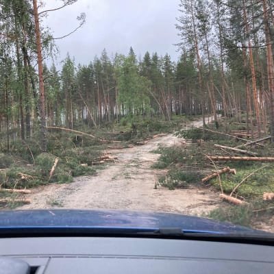 Kaatuneita puita tien molemmin puolin Rokualla.