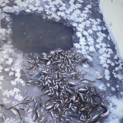 Död småfisk vid en öppning i isen.