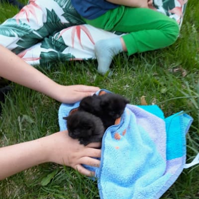 Två eller tre kattungar i en handduk på en gräsmatta. Ett barns händer håller i handduken.