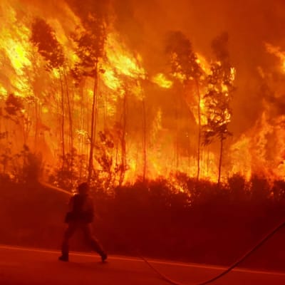 Metsä palaa roihuten ja pelastaja suuntaa paloon sammutusvettä.