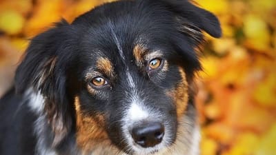 Hund med svart, vit och ljusbrun päls sitten på marken omgiven av gula och orangefärgade höstlöv.