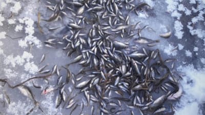 Död småfisk vid en öppning i isen.