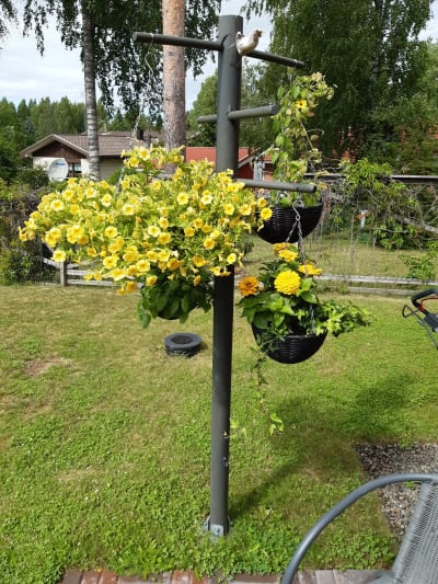 Blomampelställning med gula blommor.