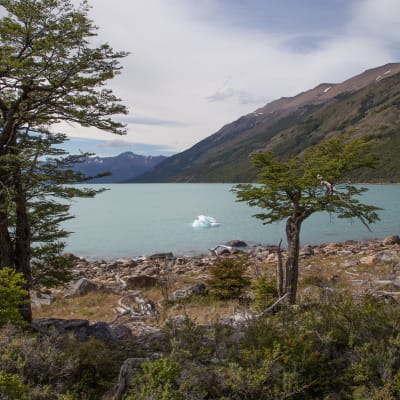 Perito Moreno-glaciären i Patagonien
