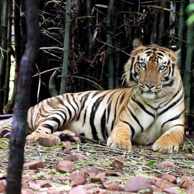 Tiikeri kanasllispuistossa Bhopalissa Intiassa.