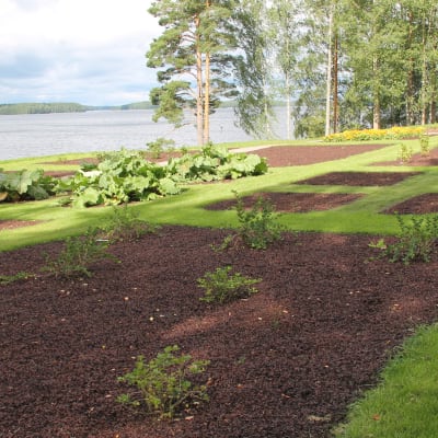 Kotkaniemi puutarha