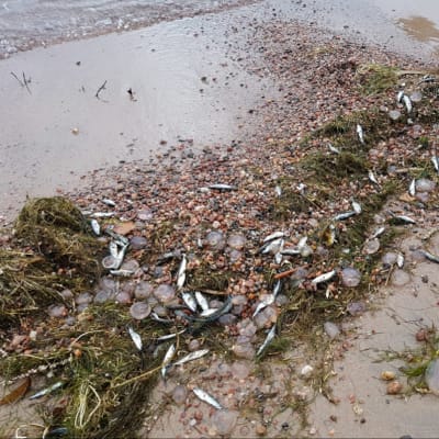 Döda fiskar på en strand.