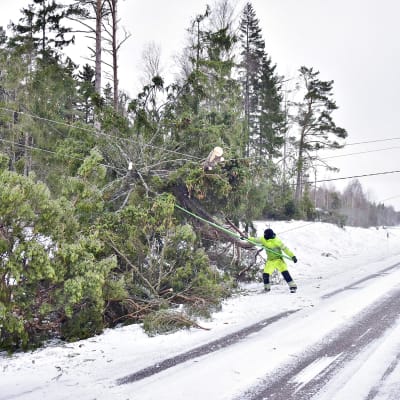Sähkölinjojen päälle kaatuneita puita Aapeli-myrskyn jäljiltä Emkarbyssa, Finströmin kunnassa Ahvenanmaalla 2. tammikuuta 2019.