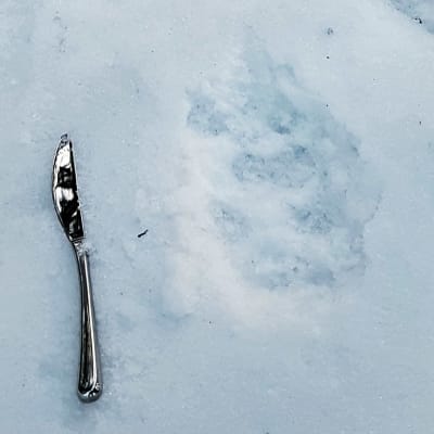 Ett spår i snön. Bredvid ligger en kniv för att visa storlek. Spåret är nästan lika stort som besticket.