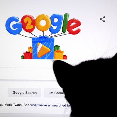 Kissa katselee Googlen hakusivua.