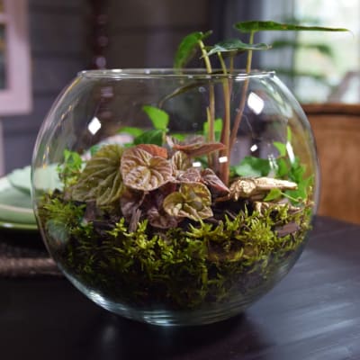 Ett terrarium med grönväxter.