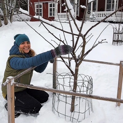 Trädgårdsmästare Lena Gillberg sitter på huk i snön framför ett familjeäppelträd