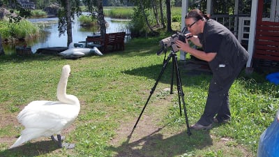 Jyrki Kasvi kuvaa kamerallaan joutsenta, joka poseeraa kesäisessä mökkipihassa noin metrin päässä kuvaajasta.