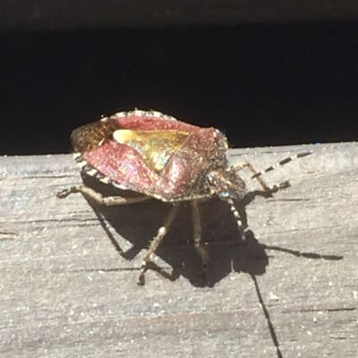 Närbild på ett stinkfly.