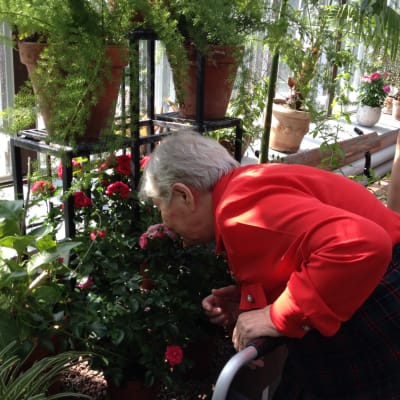 Joyce Tötterman doftar på rosor i vinterträdgården 2014