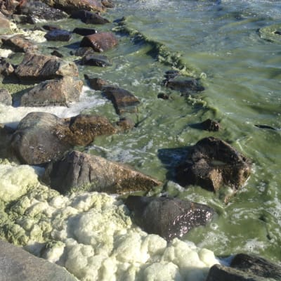 Strandskummet och strandvattnet har färgats grönt av alger. Högsåra, Kimitoön.