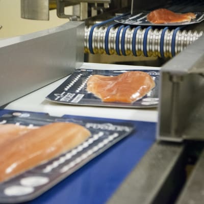 Kirjolohifileitä kulkee liukuhihnalla Finnforelin tuotantolaitoksella Varkaudessa.