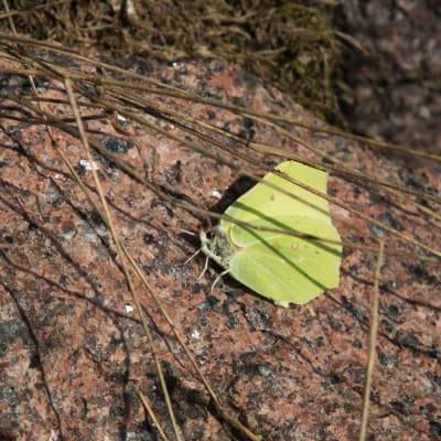en fjäril på en sten
