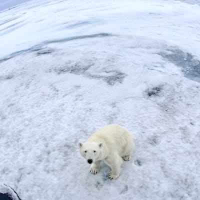 Jääkarhu katsoo kameraan