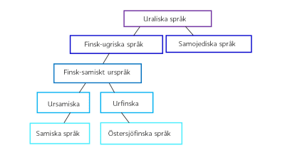 Figuren visar hur de samiska språken har sina rötter i det uraliska urspråket.