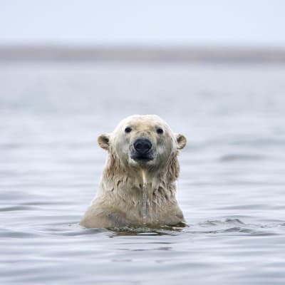 Jääkarhu uimassa Alaskan rannikolla.