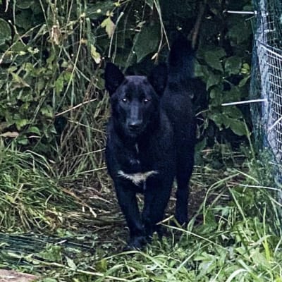 Musta koira seisoo nurmikolla ja katsoo kohti kuvan ottajaa.