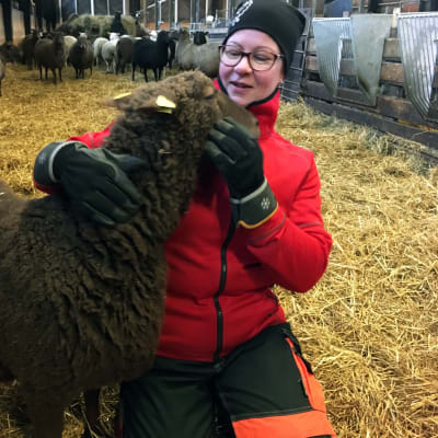 Pohjanmaan lammasosuuskunnan puheenjohtaja Hannele Ulvo silittää lammasta