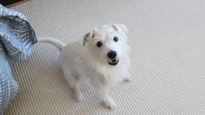 En liten vit hund sitter inomhus på en vit matta och tittar upp i kameran.