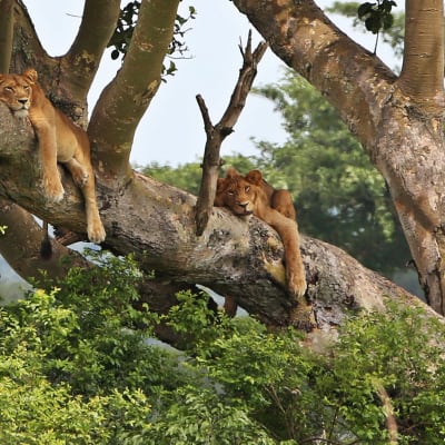 Kuningatar Elisabetin kansallispuistossa Ugandassa on ryhmä puihin kiipeäviä leijonia.