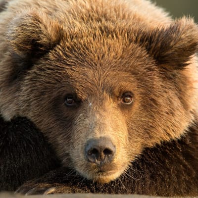 En brunbjörn som fångar lax i Alaska i september 2015.