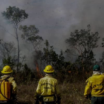 Tre brandmän står i gula kläder vid en skogskant i Amazonas som är täckt av rök.